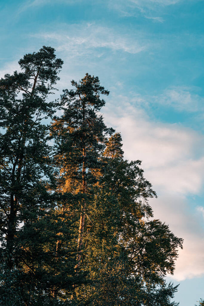 Tall pine trees against blue sky at dusk. Copy space. Vertical orientation - Fotó, kép