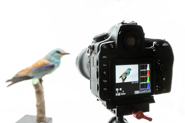 De camera heeft het beeld van een vogel met een histogram op het display geïsoleerd op wit - Foto, afbeelding