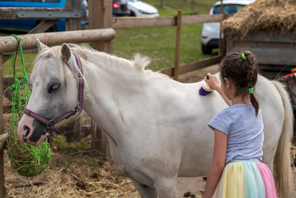 Sorridente bella ragazza in piedi governare il cavallo con un pennello in un paddock all'aperto - Foto, immagini