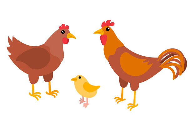Cartoon chicken, chick and rooster. Bird family in flat style isolated on white background. Farm animals. Vector illustration.    - Vector, Image