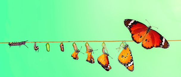 Momento increíble, mariposa monarca, pupas y capullos están suspendidos. Transformación conceptual de la mariposa - Foto, Imagen