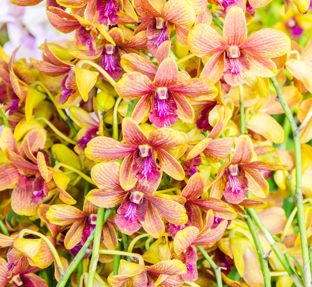 kwiaty Orchid - Zdjęcie, obraz