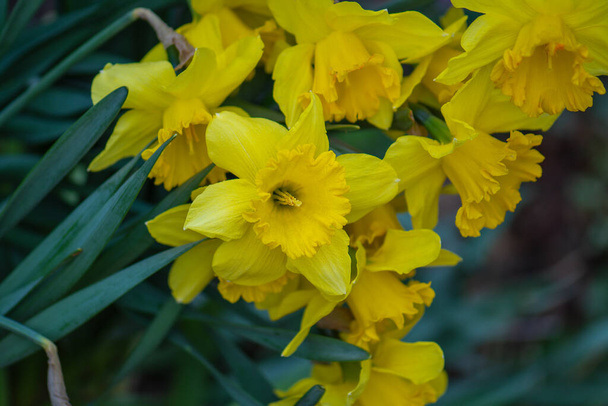Žluté narcisy květiny na zahradě. Krásné letní narcisy. - Fotografie, Obrázek