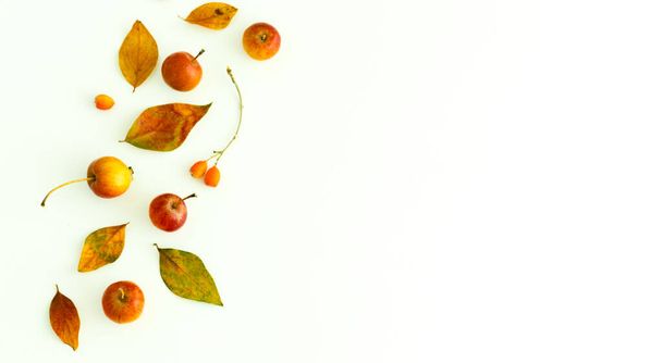 Autumn composition made of yellow and red leaves, fruits and berries on the white background. Autumn concept. Flat lay, copy space - Valokuva, kuva
