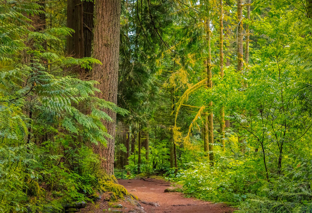 Percorso tra i pini in una giornata piovosa nella foresta del Lynn Canyon Park a Vancouver, Canada - Foto, immagini