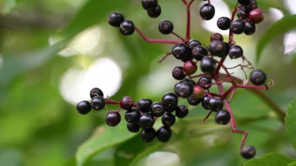 Reife Früchte des Schwarzen Holunders in natürlicher Umgebung (Sambucus nigra)) - Filmmaterial, Video