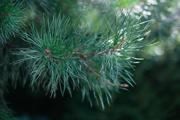 Fluffy pine tree branch. Christmas background, wallpaper. Close-up. - Photo, Image