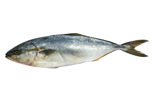 分離された青鯖魚 - 写真・画像