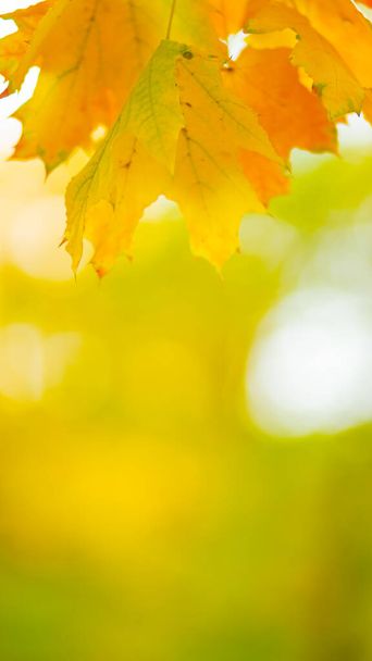 Autumn background with maple leaves. Autumn orange leaves over blurred background. Copy space - Foto, immagini