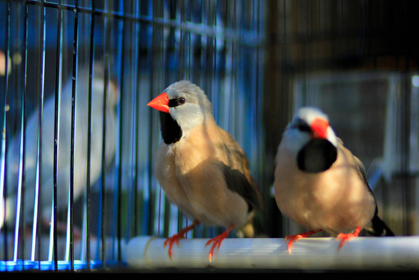 Yogyakarta, Indonésia, março 31 2015. Lindos pássaros de estimação são negociados no mercado de plantas de animais e ornamentos Yogyakarta (PASTY) - Foto, Imagem