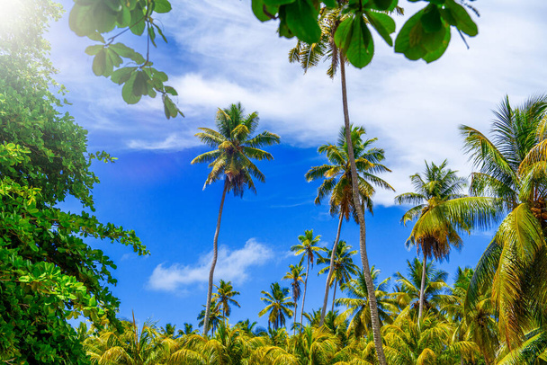 Ilha tropical com palmas e céu azul, Seychelles. - Foto, Imagem