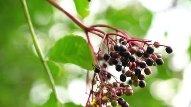 Frutos de maduración del Viejo Negro en ambiente natural (Sambucus nigra) - Imágenes, Vídeo