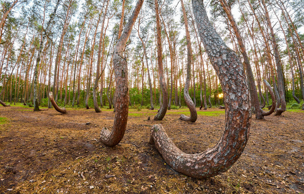 Günbatımında Eğri Orman 'daki tuhaf şekilli çam ağaçlarının geniş açılı görüntüsü, Polonya. - Fotoğraf, Görsel
