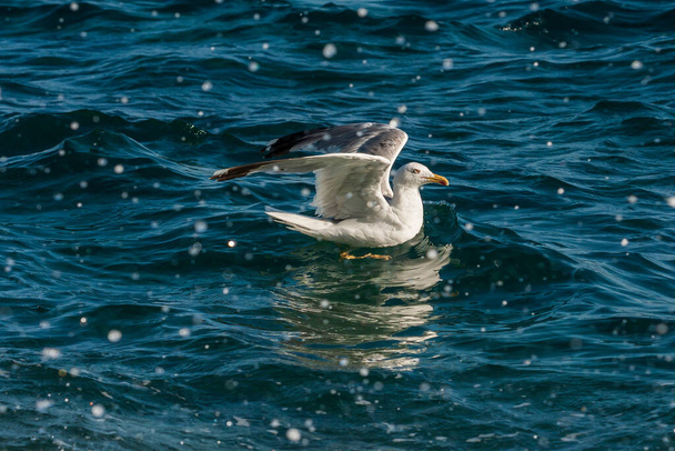 A seagull in the waves of the sea catches fish. - Photo, Image