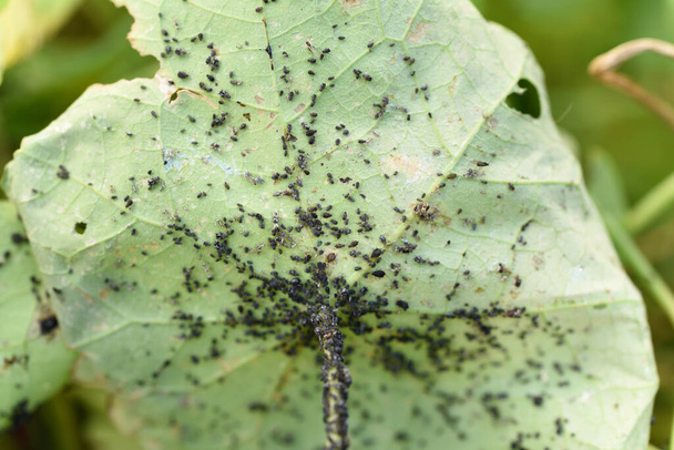 Черная фасоль афида колонии Фабис на зеленом листе. - Фото, изображение