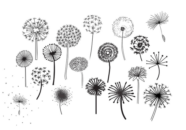 Πικραλίδα Φλάφι Σπόροι Λουλούδια. Διακοσμητικά στοιχεία για το σχεδιασμό, πικραλίδες λουλούδια ανθίζουν. Χέρι ζωγραφισμένο Doodle στυλ μαύρο και άσπρο σχέδιο εικονίδια διάνυσμα σετ. πικραλίδες ζωγραφισμένες με μολύβι. - Διάνυσμα, εικόνα