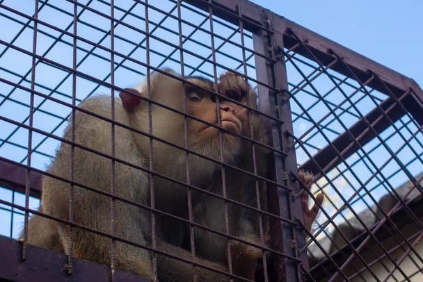 Güney ördek kuyruklu macaque (Macaca nemestrina). Kafeste bir hayvan. Maymun düşüncelere daldı.. - Fotoğraf, Görsel