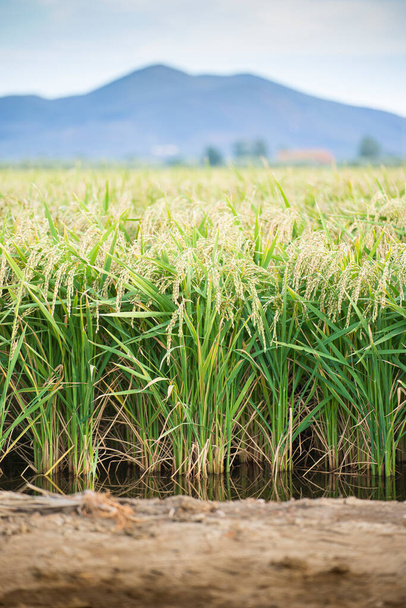 Zöld rizs növények nőnek a vízben, függőlegesen. Nyáron benyújtott rizs. - Fotó, kép