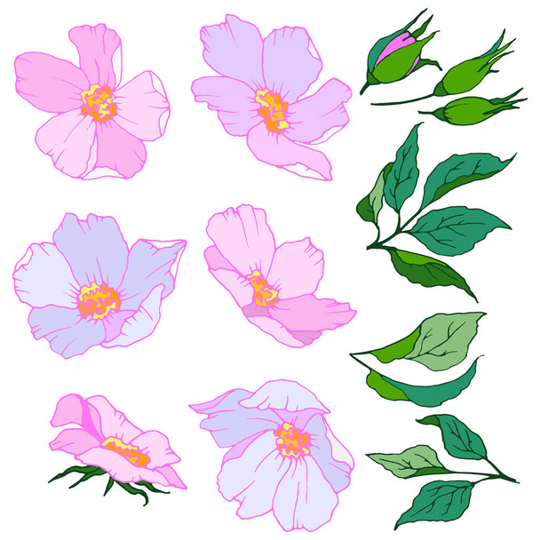 set of elements for floral composition in spring colors, vector illustration, isolate on a white background - Vektör, Görsel