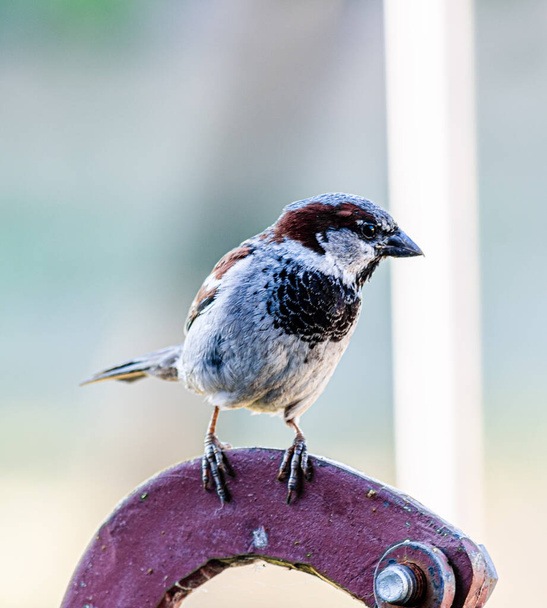 Vrabec v zahradě sedí v letním dni na kovovém držáku tyče. V obavách o jídlo. - Fotografie, Obrázek