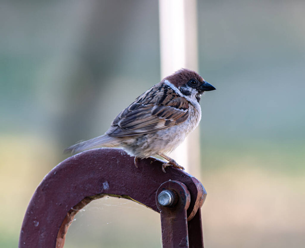 Un passero nel giardino si siede su una staffa in metallo in una giornata estiva. In preoccupazioni per il cibo. - Foto, immagini