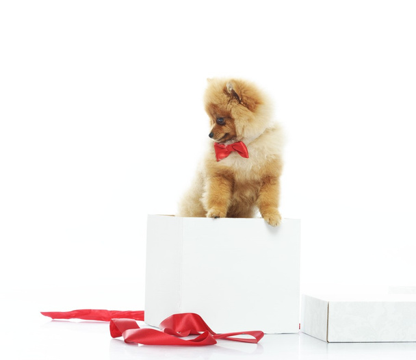 Little funny spitz with bow tie inside gift box - Valokuva, kuva