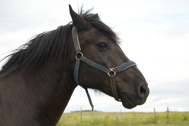 Retrato de hermoso caballo oscuro en verano, caballo en el pasto - Foto, imagen