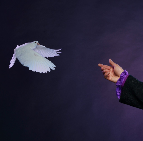 Paloma blanca entrenada volando a mano de mago
 - Foto, Imagen