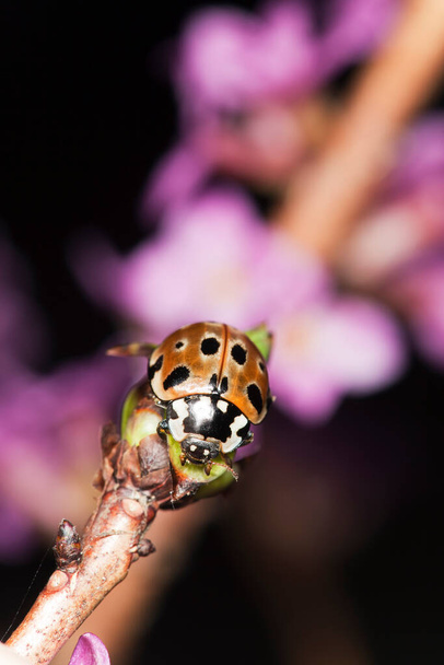 Macro photo of a eyed ladybug, Anatis ocellata on Daphne mezereum - Photo, Image