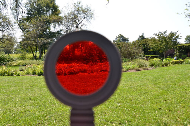 lupa matizada vermelha e gramado de grama - Foto, Imagem