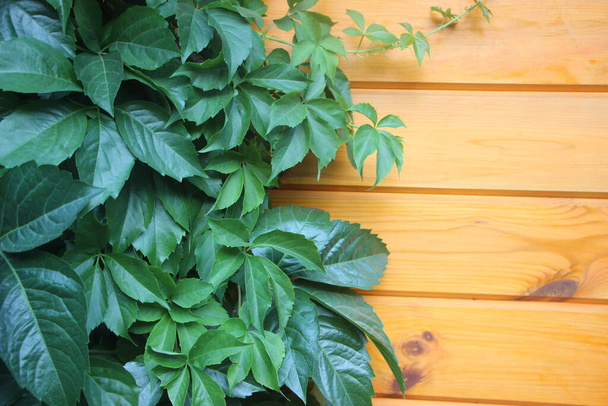 Wooden polished a fence background with growing green vines. - Photo, Image