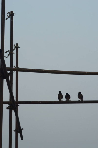 Trois oiseaux indiens myna sont perchés sur des échafaudages métalliques. L'échafaudage a des poutres verticales et horizontales. Les oiseaux et le métal sont sculptés contre un ciel matinal. - Photo, image