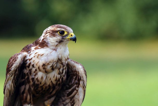 Das Porträt des Falken (Falco cherrug). Porträt eines großen Falken mit grünem Hintergrund. - Foto, Bild