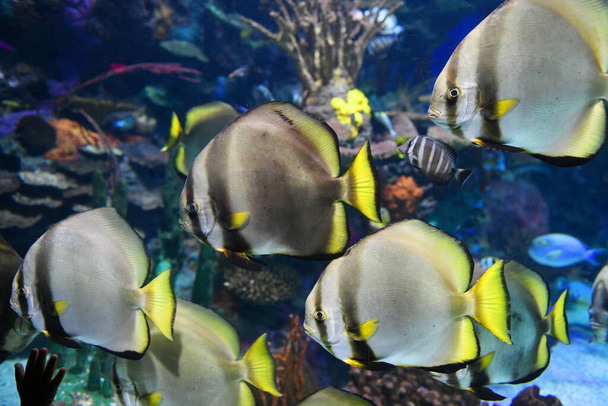 school of fish swimming in coral reef - Фото, изображение