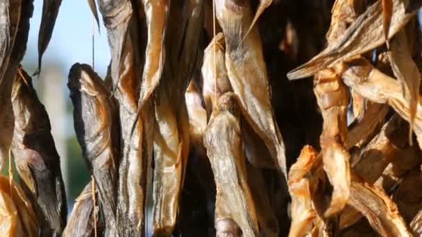 Ξερά ψάρια Gobiidae κρέμονται και στεγνώνουν σε ένα σχοινί σε έναν πάγκο της αγοράς του δρόμου close up view - Πλάνα, βίντεο