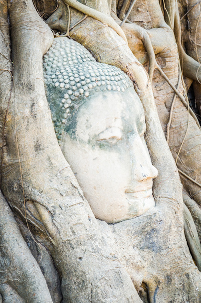 κεφάλι άγαλμα του Βούδα - Φωτογραφία, εικόνα