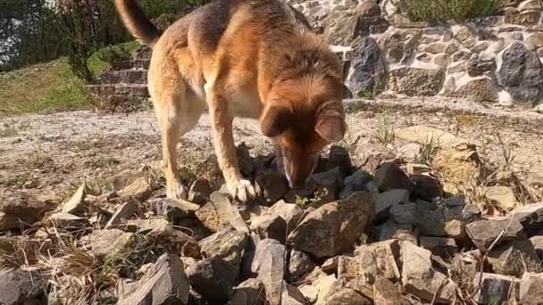німецький собака-пелюшка пахне на купу каменів
 - Кадри, відео