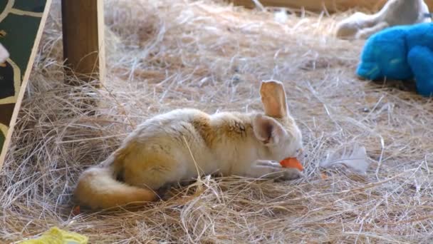 uma jovem raposa comendo em uma cama de fenos - Filmagem, Vídeo