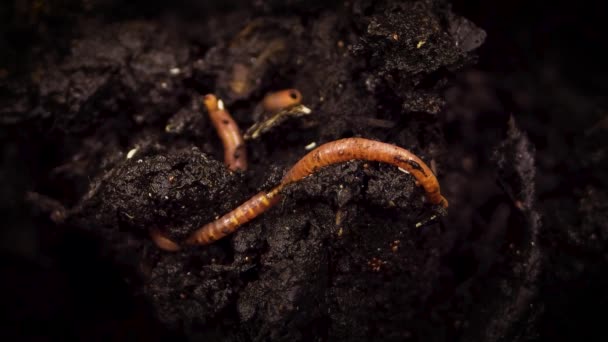 komposzt talajba ásott földigiliszta - Felvétel, videó
