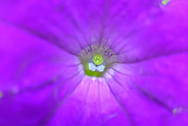abstraktní barevné květinové pozadí zavřít pohled  - Fotografie, Obrázek