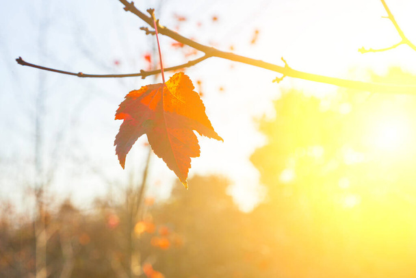 Bright yellow lmaple leaves in the sunlight. Autumn background. - Foto, Bild