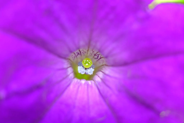 abstracte kleurrijke bloemen achtergrond close-up uitzicht  - Foto, afbeelding