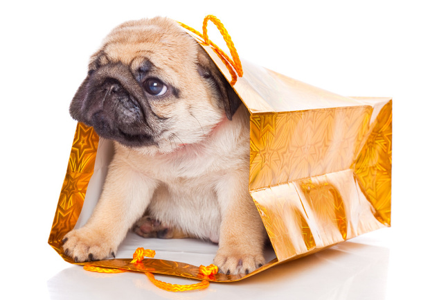 Puppy of pug in bags - Φωτογραφία, εικόνα