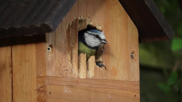 πουλί μέσα σε ένα σπίτι πουλιών - Πλάνα, βίντεο
