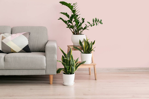 Interno di camera moderna con piante d'appartamento verdi e divano - Foto, immagini