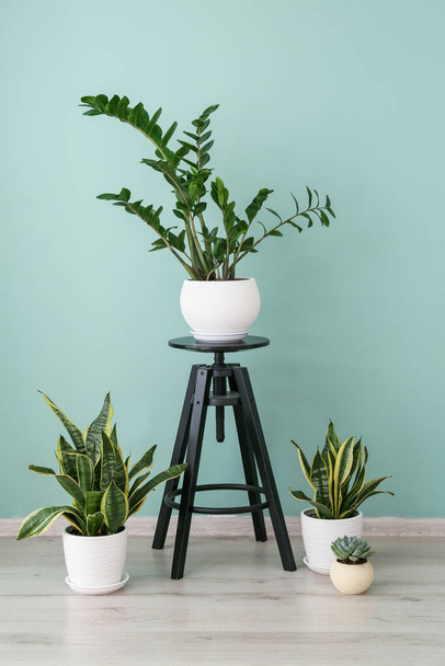 Table with green houseplants near color wall - 写真・画像