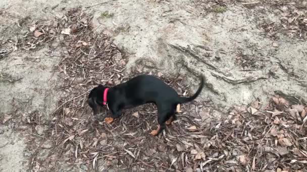 σκύλος μυρίζει το έδαφος ενώ κουνάει την ουρά του - Πλάνα, βίντεο