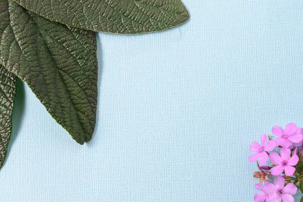 On a blue textural background, the leaves of viburnum crinkle-leaved and pink flowers of Phlox. The leaves are located in the upper-left corner, the flowers in the lower-right corner. - Φωτογραφία, εικόνα