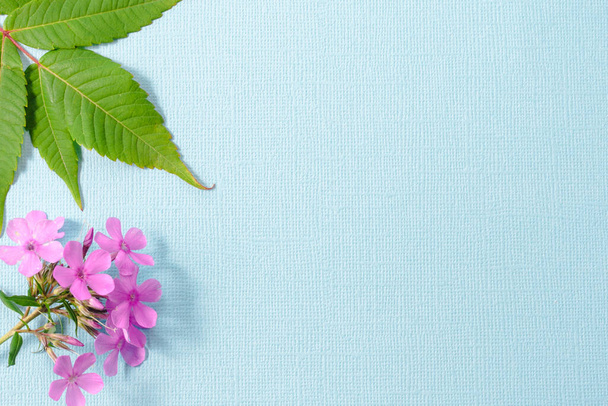 Σε ένα ανάγλυφο μπλε φόντο, πράσινα φύλλα σουμάκ και ροζ λουλούδια Φλοξ. Αντιγραφή χώρου. - Φωτογραφία, εικόνα