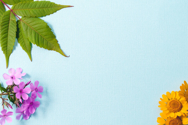 Σε ένα ανάγλυφο μπλε φόντο, πράσινα φύλλα σουμάκ, ροζ λουλούδια Φλοξ και κίτρινα λουλούδια ομφαλού.. Αντιγραφή χώρου. - Φωτογραφία, εικόνα